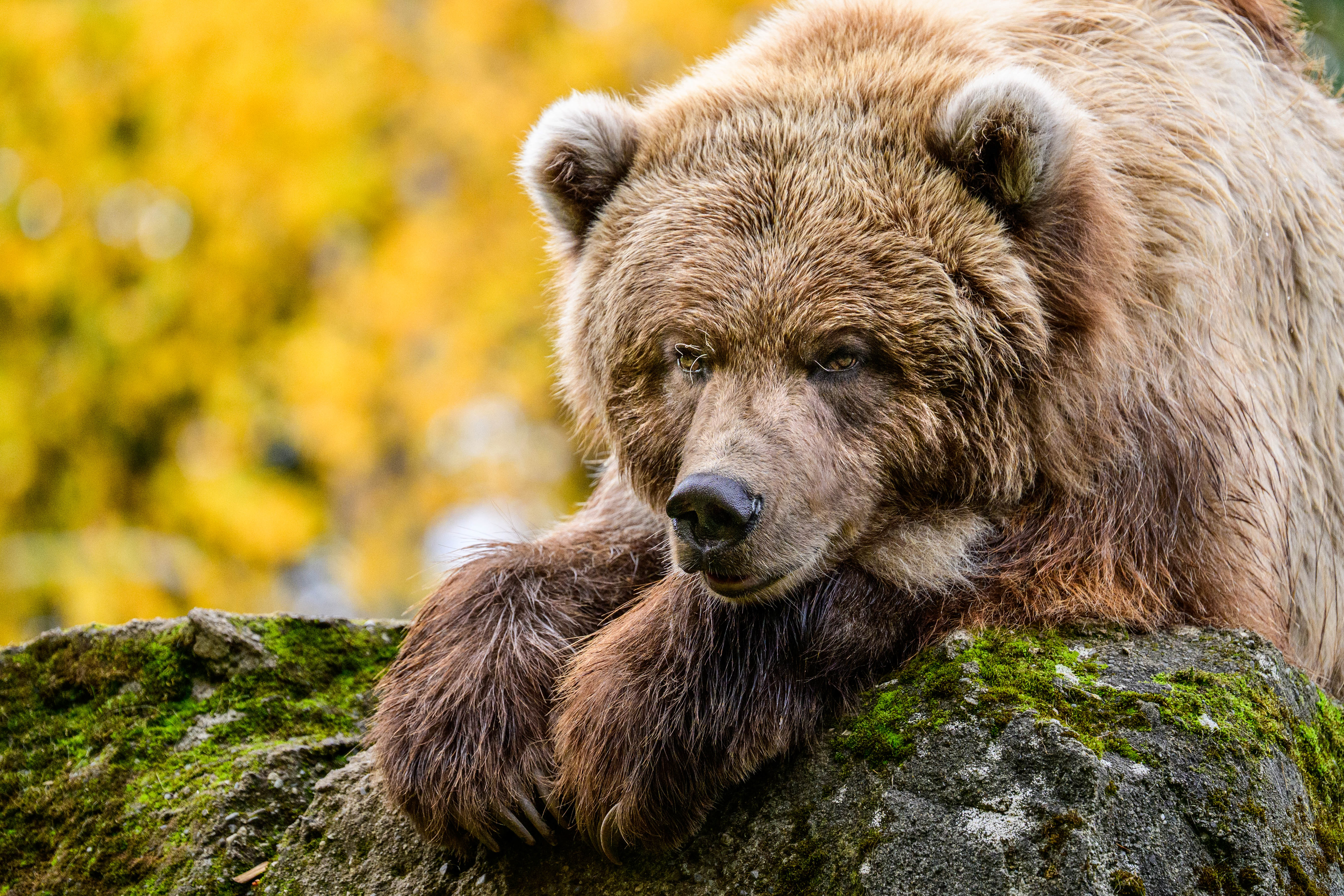 Brown Bear observes surroundings