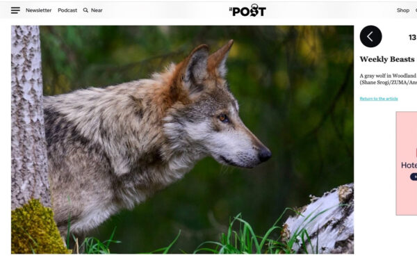 Shane_Srogi_tearsheets-11