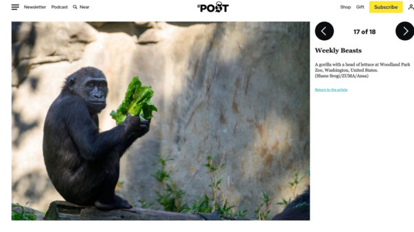 Shane_Srogi_tearsheets-12