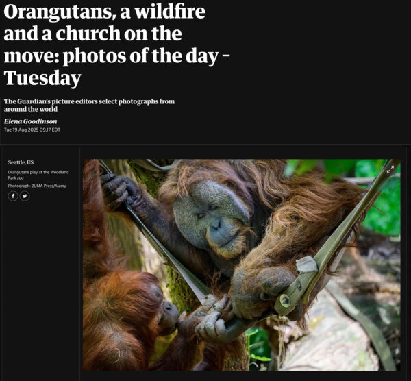 shane srogi guardian orangutans