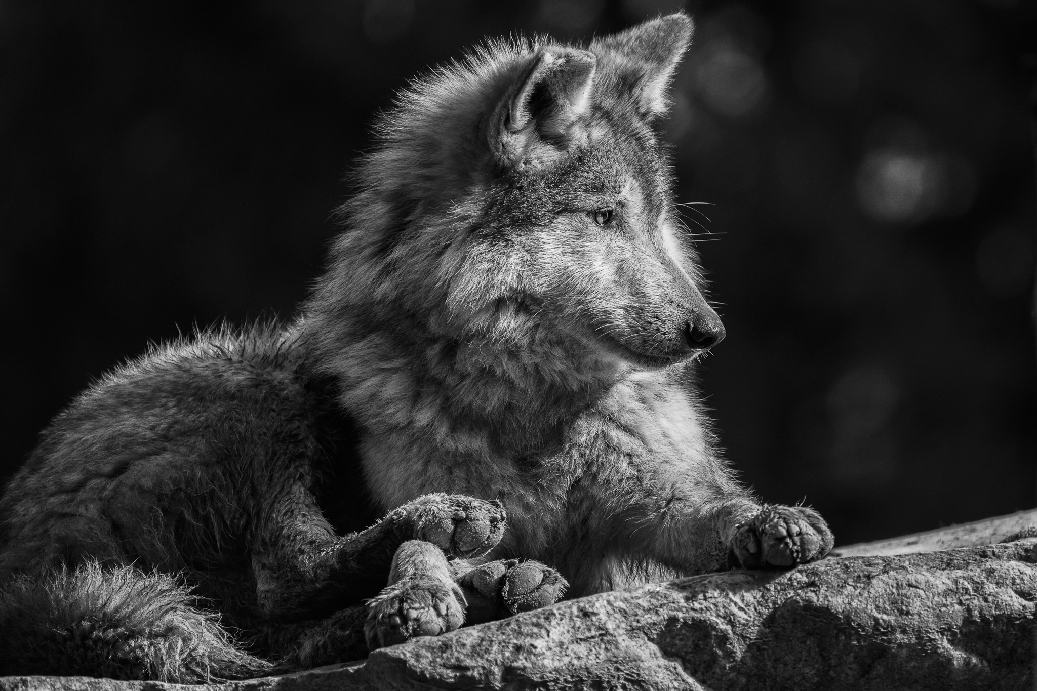 Mexican Wolves (Canis lupus baileyi) at the Woodland Park Zoo warm themselves in the sun on a brisk day. Mexican Wolves are a subspecies of Gray Wolf (Canis lupus), and in New Mexico and Arizona, their numbers have increased in the last two years from 286 to 319. A comprehensive captive breeding program brought the Mexican Wolf back from the brink of extinction in the 1980s.