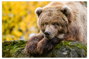 Brown Bear observes surroundings