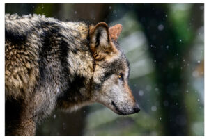 Seattle Animals Revel in Snow