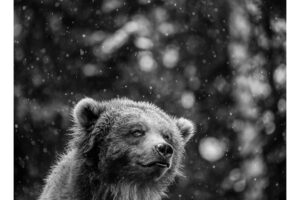 Seattle Animals Revel in Snow