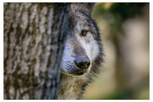 Spring is in the Air for Animals