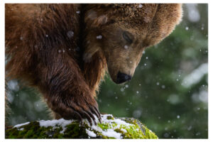 Seattle Animals Revel in Snow