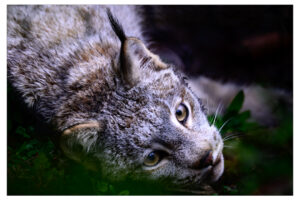 Lounging Lynx displays its distinctiveness.