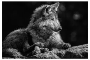 Mexican Wolves increase numbers with help.