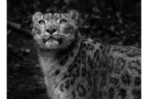 world wildlife day snow leopards