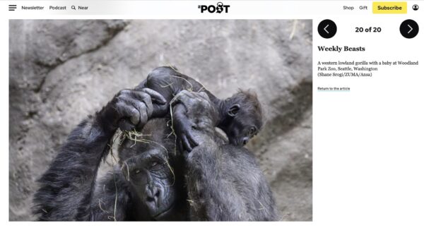 New gorilla moms do a baby swap