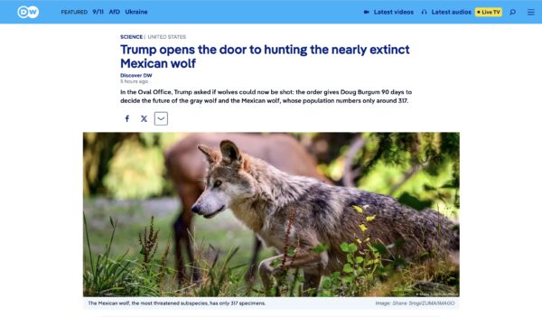 DW - Deutsche Welle US policy change on Wolves